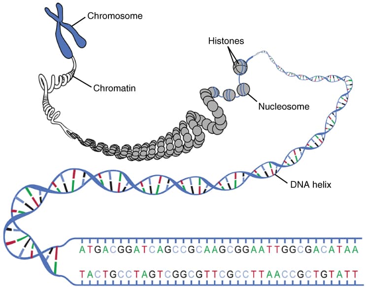 What is ChIP-seq? ATAC-seq?